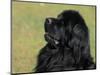 Black Newfoundland Looking Up-Adriano Bacchella-Mounted Premium Photographic Print