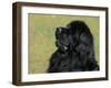 Black Newfoundland Looking Up-Adriano Bacchella-Framed Photographic Print