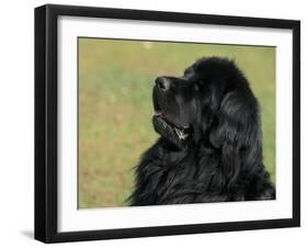 Black Newfoundland Looking Up-Adriano Bacchella-Framed Photographic Print