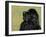 Black Newfoundland Looking Up-Adriano Bacchella-Framed Photographic Print