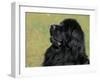 Black Newfoundland Looking Up-Adriano Bacchella-Framed Photographic Print