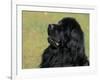 Black Newfoundland Looking Up-Adriano Bacchella-Framed Photographic Print