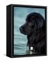 Black Newfoundland Standing in Water-Adriano Bacchella-Framed Stretched Canvas