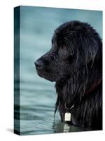 Black Newfoundland Standing in Water-Adriano Bacchella-Stretched Canvas