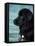 Black Newfoundland Standing in Water-Adriano Bacchella-Framed Stretched Canvas