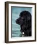 Black Newfoundland Standing in Water-Adriano Bacchella-Framed Premium Photographic Print