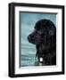 Black Newfoundland Standing in Water-Adriano Bacchella-Framed Premium Photographic Print