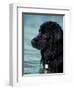 Black Newfoundland Standing in Water-Adriano Bacchella-Framed Premium Photographic Print