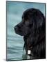 Black Newfoundland Standing in Water-Adriano Bacchella-Mounted Premium Photographic Print