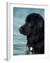 Black Newfoundland Standing in Water-Adriano Bacchella-Framed Photographic Print