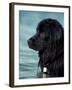 Black Newfoundland Standing in Water-Adriano Bacchella-Framed Photographic Print