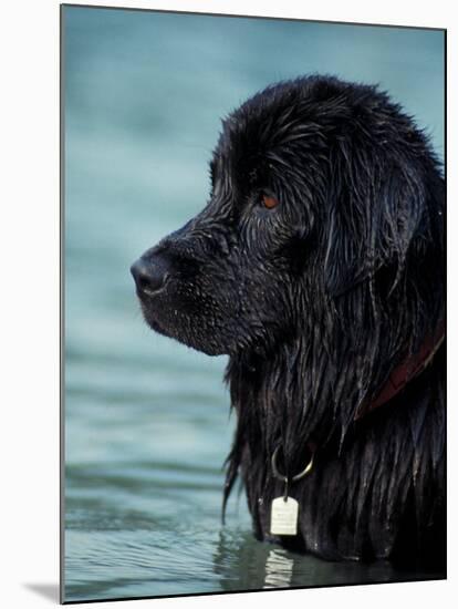 Black Newfoundland Standing in Water-Adriano Bacchella-Mounted Photographic Print