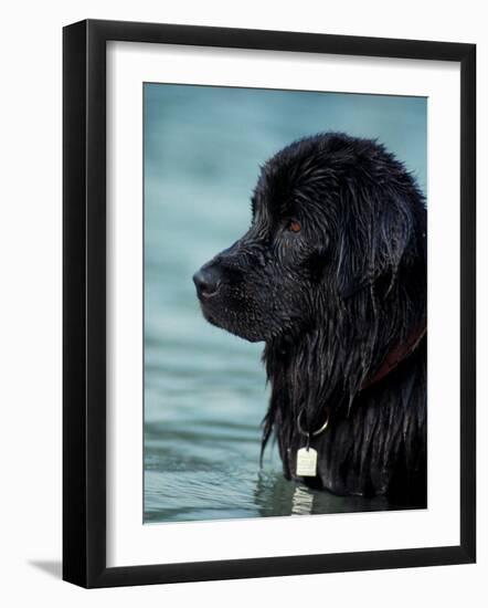 Black Newfoundland Standing in Water-Adriano Bacchella-Framed Photographic Print