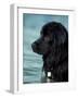 Black Newfoundland Standing in Water-Adriano Bacchella-Framed Photographic Print