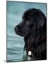 Black Newfoundland Standing in Water-Adriano Bacchella-Mounted Photographic Print