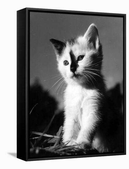 Black Nose Kitten-null-Framed Stretched Canvas