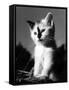 Black Nose Kitten-null-Framed Stretched Canvas
