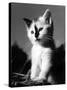 Black Nose Kitten-null-Stretched Canvas