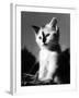 Black Nose Kitten-null-Framed Photographic Print