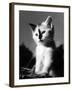 Black Nose Kitten-null-Framed Photographic Print