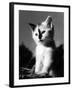 Black Nose Kitten-null-Framed Photographic Print