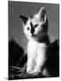 Black Nose Kitten-null-Mounted Photographic Print