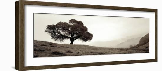 Black Oak #1-Alan Blaustein-Framed Photographic Print