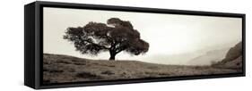 Black Oak #1-Alan Blaustein-Framed Stretched Canvas