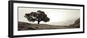 Black Oak I-Alan Blaustein-Framed Photographic Print