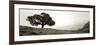 Black Oak I-Alan Blaustein-Framed Photographic Print