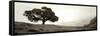 Black Oak I-Alan Blaustein-Framed Stretched Canvas