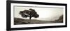 Black Oak I-Alan Blaustein-Framed Photographic Print