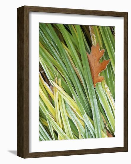 Black Oak leaf and reeds with frost, Spokane County, Washington, USA-Charles Gurche-Framed Photographic Print