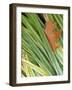 Black Oak leaf and reeds with frost, Spokane County, Washington, USA-Charles Gurche-Framed Photographic Print