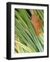 Black Oak leaf and reeds with frost, Spokane County, Washington, USA-Charles Gurche-Framed Photographic Print