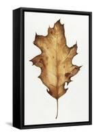 Black Oak Leaf-Deborah Kopka-Framed Stretched Canvas