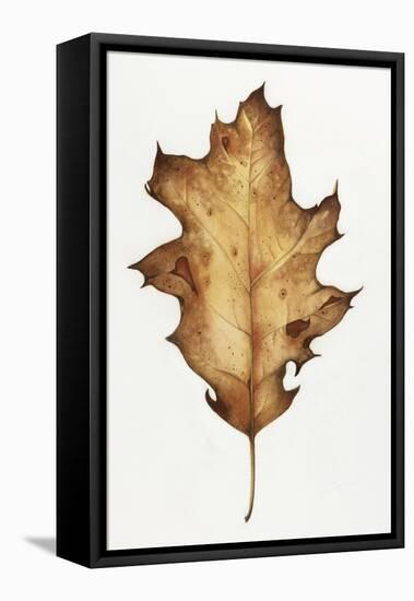 Black Oak Leaf-Deborah Kopka-Framed Stretched Canvas