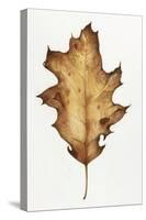 Black Oak Leaf-Deborah Kopka-Stretched Canvas