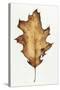 Black Oak Leaf-Deborah Kopka-Stretched Canvas