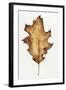 Black Oak Leaf-Deborah Kopka-Framed Giclee Print