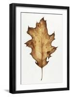 Black Oak Leaf-Deborah Kopka-Framed Giclee Print