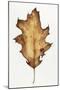 Black Oak Leaf-Deborah Kopka-Mounted Giclee Print