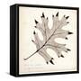 Black Oak Leaf-Booker Morey-Framed Stretched Canvas