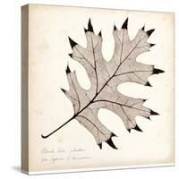 Black Oak Leaf-Booker Morey-Stretched Canvas