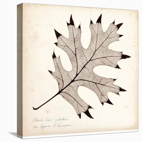 Black Oak Leaf-Booker Morey-Stretched Canvas