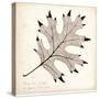 Black Oak Leaf-Booker Morey-Stretched Canvas