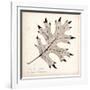 Black Oak Leaf-Booker Morey-Framed Art Print