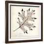 Black Oak Leaf-Booker Morey-Framed Art Print