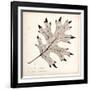 Black Oak Leaf-Booker Morey-Framed Art Print