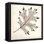 Black Oak Leaf-Booker Morey-Framed Stretched Canvas